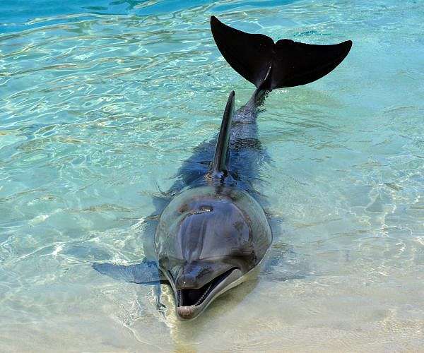 Electrosensitivity in Dolphins: A Novel Sensory Ability Unveiled