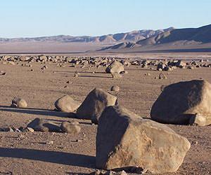 Desert in bloom: colors explode in Chile's arid Atacama