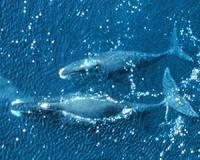 Bowhead whales not only singers, but avid composers too
