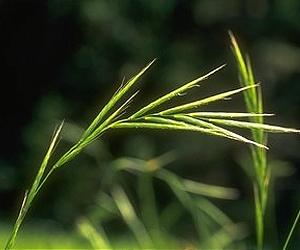 Scientists Identify New Implications For Perennial Bioenergy Crops