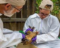 Backyard chickens harbor many parasites