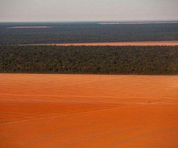Amazon tree loss may worsen both floods and droughts: study