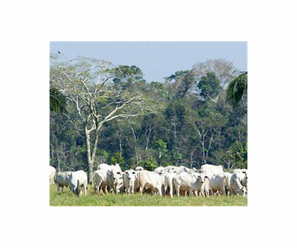 Brazil suspends beef exports to China over mad cow case
