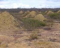 Termites fart methane, but their mounds filter it from the air