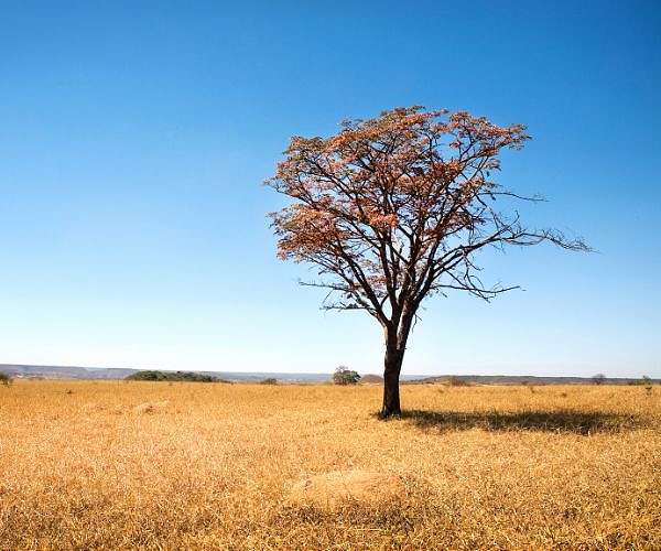 Race to save the Amazon leaves out Brazil's crucial savanna