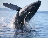 Baleen whale likely responsible for complex call recorded in Mariana Trench