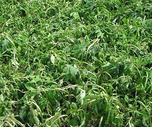 Which direction are herbicides heading