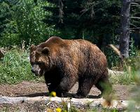 Italians cheer on wild bear's 'Great Escape'