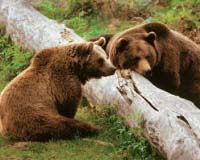 Confused By Warm Winter Swedish Bears Hibernate Two Months Late