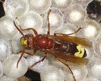 Asian giant hornets spotted for first time in US