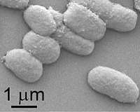 New microorganism for algae biomass to produce alternative fuels