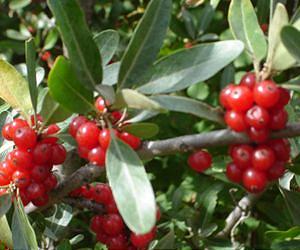 New potential for nutrient-rich prairie fruits