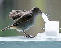 City birds are smarter than country birds