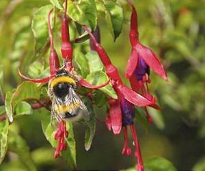 Peaceful bumblebee becomes invasive