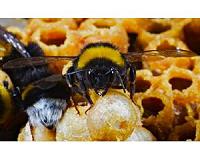 Bumblebee genomes create a buzz in the field of pollination