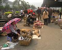 China offers farmers cash to give up wildlife trade