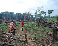 Illegal logging threatens DR Congo forest, say investigators
