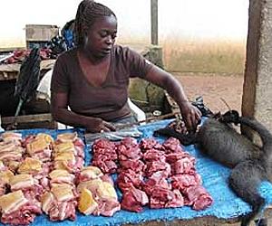 World food prices fall for first time in eight months