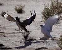 Saudi Royal on rare bird hunting spree in Pakistan