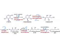 Fe metabolic engineering method produces butanetriol sustainably from biomass