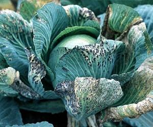 Report: Humanity 'pushing' plant resources