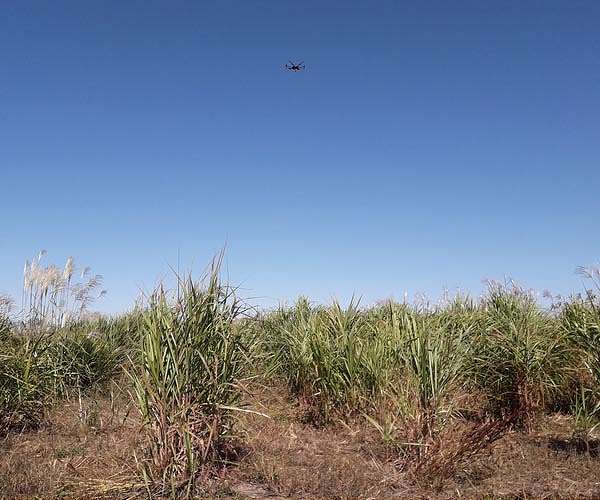 CABBI team adds powerful new dimension to phenotyping next-gen bioenergy crop