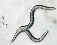 This robot has the mind of a worm