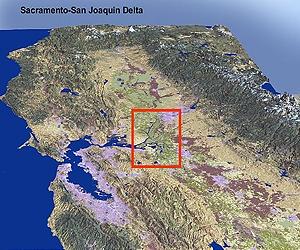 Decline Of Endangered California Delta Smelt To Nutrient Pollution
