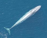 Antarctic blue whales belong to three populations: study