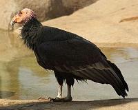 California condors still threatened by environmental toxins, study says