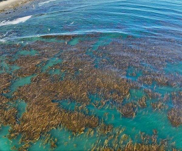The choreography connecting kelp forests to the beach
