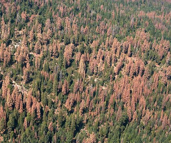 Leading scientists develop space tech platform to track carbon in every tree