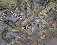 UT Researcher Sheds New Light On Hybrid Animals