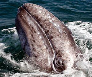 Whale population size, dynamics determined based on ancient DNA