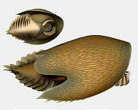 A voracious Cambrian predator, Cambroraster, is a new species from the Burgess Shale