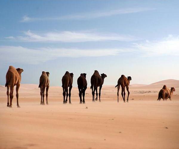 'Simple' life in Iraqi desert village cut off from the grid