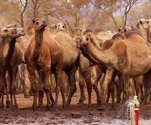 Australia swamped by camel orders as numbers soar