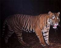 Sumatran tiger kills Indonesian man