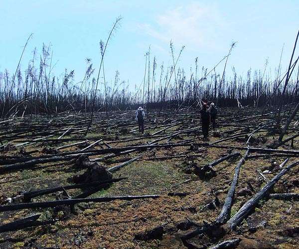 Boreal forest fires a 'time bomb of carbon emissions