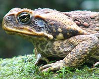 Millions Of Animals Face Death Sentence In Australia