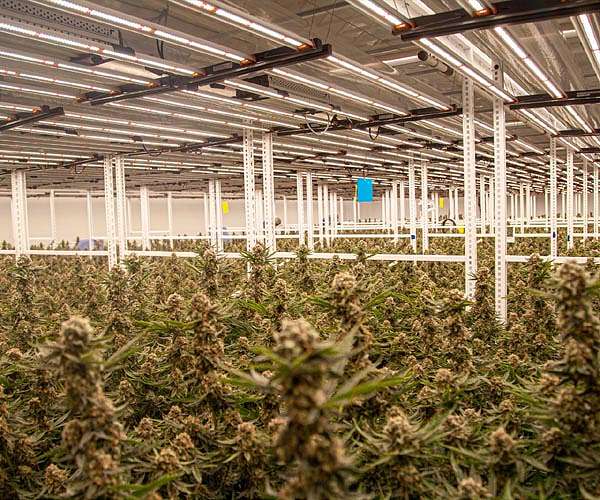 Phinest Cannabis Announces Expansion Of Nursery Operations