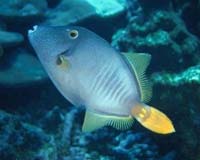 Oceanic Invasions Across Darwin's Impassable Barrier