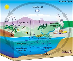 Scientists tackle the carbon conundrum