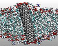 Outperforming nature's water filtration ability with nanotubes