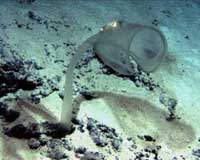 Scientists find new creatures of Australian deep