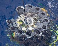 Global warming, a dead zone and surprising bacteria