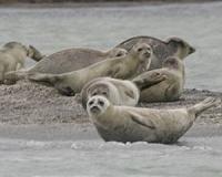 Migration, hunting patterns of Caspian seals tracked by satellite