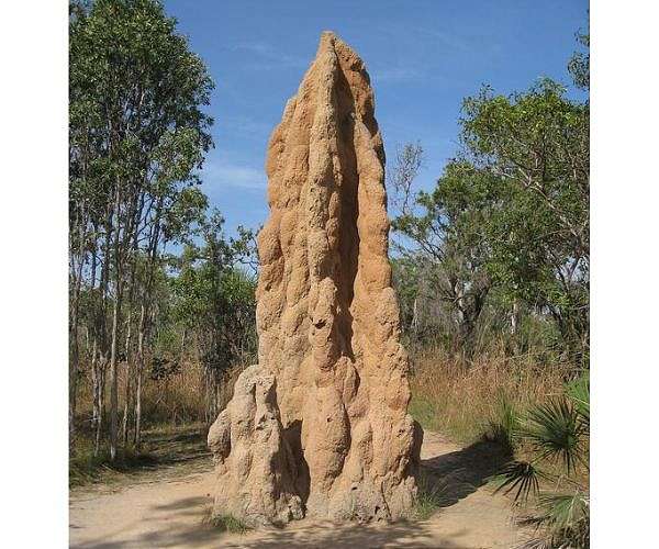 Cathedral termite mounds inspire UArizona-designed lunar structures