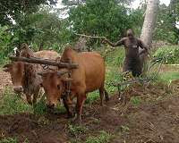 Nigeria grapples with mob justice in farmer-herder clashes