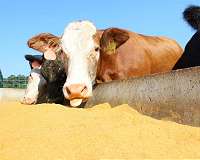 US wins dispute over China grain subsidies before WTO